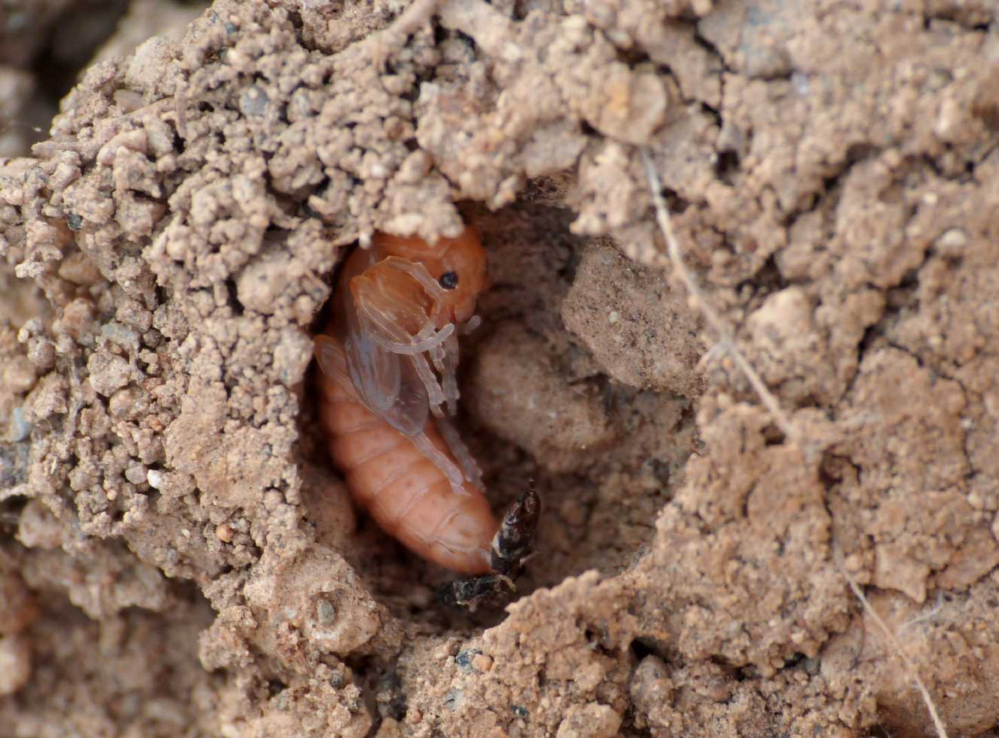 Pupa di Cantharidae